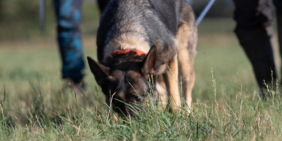 Fährtenseminar mit Sascha Angelmaier 2020 020